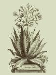 Aloe Vera Vulgaris, from Phytographia Curiosa, Published 1702-Abraham Munting-Framed Stretched Canvas