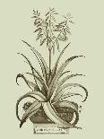 Munting Botanicals I-Abraham Munting-Art Print
