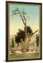 Abraham's Tree Mamreh on the West Bank-null-Framed Photo
