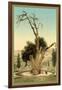 Abraham's Tree Mamreh on the West Bank-null-Framed Photo