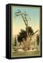 Abraham's Tree Mamreh on the West Bank-null-Framed Stretched Canvas