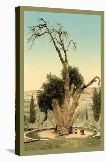 Abraham's Tree Mamreh on the West Bank-null-Stretched Canvas