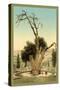 Abraham's Tree Mamreh on the West Bank-null-Stretched Canvas