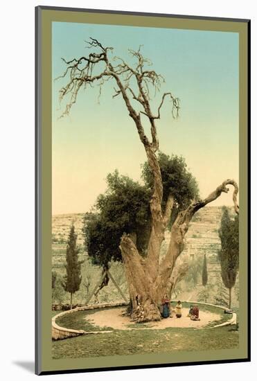 Abraham's Tree Mamreh on the West Bank-null-Mounted Photo