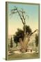 Abraham's Tree Mamreh on the West Bank-null-Stretched Canvas