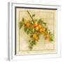 Abricots de Nancy-Vincent Perriol-Framed Art Print