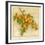 Abricots de Nancy-Vincent Perriol-Framed Art Print