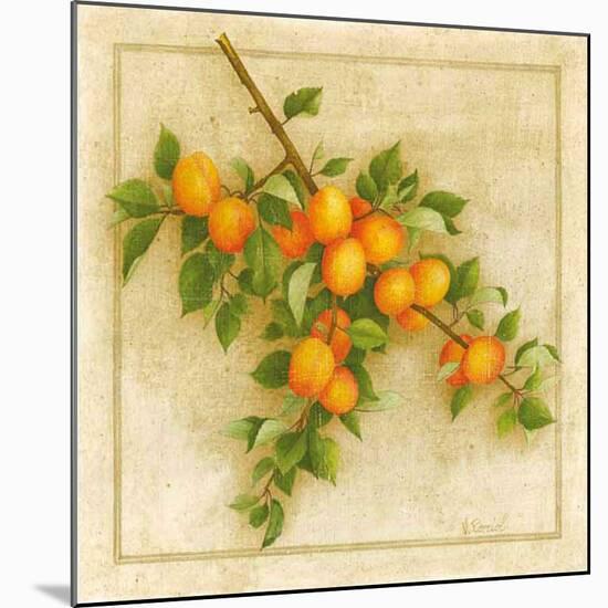 Abricots de Nancy-Vincent Perriol-Mounted Art Print