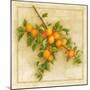 Abricots de Nancy-Vincent Perriol-Mounted Art Print