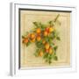 Abricots du Roussillon-Vincent Perriol-Framed Art Print