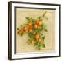 Abricots du Roussillon-Vincent Perriol-Framed Art Print