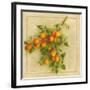 Abricots du Roussillon-Vincent Perriol-Framed Art Print