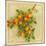 Abricots du Roussillon-Vincent Perriol-Mounted Art Print