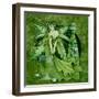 Absinth Fairy-Linda Ravenscroft-Framed Giclee Print