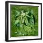 Absinth Fairy-Linda Ravenscroft-Framed Giclee Print