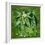 Absinth Fairy-Linda Ravenscroft-Framed Giclee Print