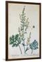 Absinthe, Plate from Herbarium Blackwellianum by the Artist, 1757-Elizabeth Blackwell-Framed Giclee Print