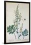 Absinthe, Plate from Herbarium Blackwellianum by the Artist, 1757-Elizabeth Blackwell-Framed Giclee Print