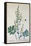 Absinthe, Plate from Herbarium Blackwellianum by the Artist, 1757-Elizabeth Blackwell-Framed Stretched Canvas