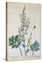 Absinthe, Plate from Herbarium Blackwellianum by the Artist, 1757-Elizabeth Blackwell-Stretched Canvas