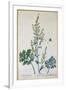 Absinthe, Plate from Herbarium Blackwellianum by the Artist, 1757-Elizabeth Blackwell-Framed Giclee Print