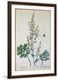 Absinthe, Plate from Herbarium Blackwellianum by the Artist, 1757-Elizabeth Blackwell-Framed Giclee Print