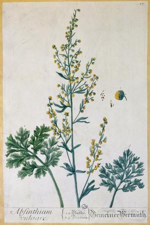 https://imgc.allpostersimages.com/img/posters/absinthe-plate-from-herbarium-blackwellianum-by-the-artist-1757_u-L-Q1NG1EW0.jpg?artPerspective=n