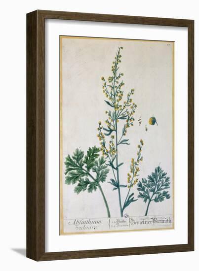 Absinthe, Plate from Herbarium Blackwellianum by the Artist, 1757-Elizabeth Blackwell-Framed Giclee Print