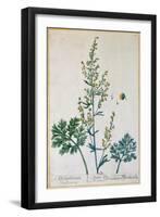 Absinthe, Plate from Herbarium Blackwellianum by the Artist, 1757-Elizabeth Blackwell-Framed Giclee Print