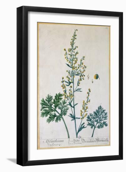 Absinthe, Plate from Herbarium Blackwellianum by the Artist, 1757-Elizabeth Blackwell-Framed Giclee Print