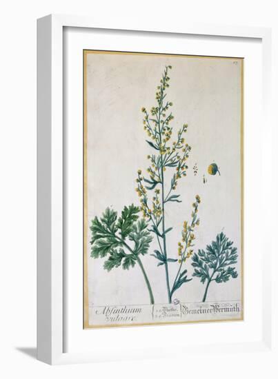 Absinthe, Plate from Herbarium Blackwellianum by the Artist, 1757-Elizabeth Blackwell-Framed Giclee Print