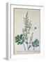 Absinthe, Plate from Herbarium Blackwellianum by the Artist, 1757-Elizabeth Blackwell-Framed Giclee Print