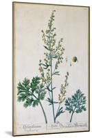 Absinthe, Plate from Herbarium Blackwellianum by the Artist, 1757-Elizabeth Blackwell-Mounted Giclee Print