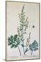 Absinthe, Plate from Herbarium Blackwellianum by the Artist, 1757-Elizabeth Blackwell-Mounted Giclee Print