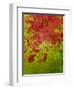 Abstract 304-Herb Dickinson-Framed Premium Photographic Print