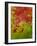 Abstract 304-Herb Dickinson-Framed Photographic Print