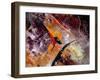 Abstract 45 Gen-Pol Ledent-Framed Art Print