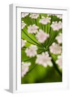 Abstract Alpine Lovage (Ligusticum Mutellina) Flower Head, Triglav National Park, Slovenia, June-Zupanc-Framed Photographic Print