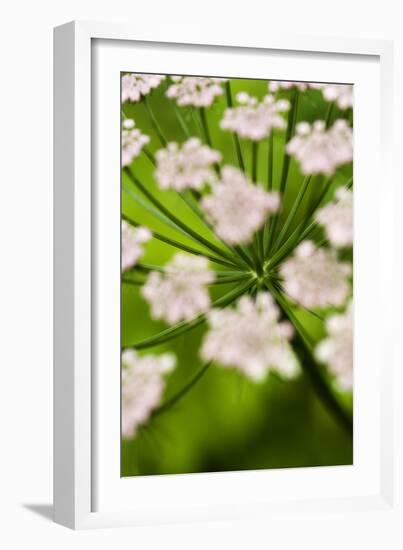 Abstract Alpine Lovage (Ligusticum Mutellina) Flower Head, Triglav National Park, Slovenia, June-Zupanc-Framed Photographic Print