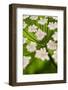 Abstract Alpine Lovage (Ligusticum Mutellina) Flower Head, Triglav National Park, Slovenia, June-Zupanc-Framed Photographic Print