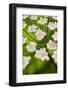 Abstract Alpine Lovage (Ligusticum Mutellina) Flower Head, Triglav National Park, Slovenia, June-Zupanc-Framed Photographic Print