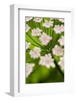 Abstract Alpine Lovage (Ligusticum Mutellina) Flower Head, Triglav National Park, Slovenia, June-Zupanc-Framed Photographic Print