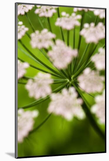 Abstract Alpine Lovage (Ligusticum Mutellina) Flower Head, Triglav National Park, Slovenia, June-Zupanc-Mounted Photographic Print