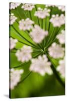 Abstract Alpine Lovage (Ligusticum Mutellina) Flower Head, Triglav National Park, Slovenia, June-Zupanc-Stretched Canvas