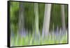 Abstract artistic blur of trees and lupine blossoms. USA, Wisconsin.-Brenda Tharp-Framed Stretched Canvas