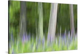 Abstract artistic blur of trees and lupine blossoms. USA, Wisconsin.-Brenda Tharp-Stretched Canvas