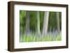 Abstract artistic blur of trees and lupine blossoms. USA, Wisconsin.-Brenda Tharp-Framed Photographic Print