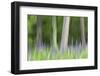 Abstract artistic blur of trees and lupine blossoms. USA, Wisconsin.-Brenda Tharp-Framed Photographic Print