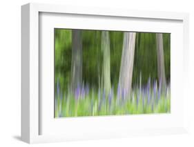 Abstract artistic blur of trees and lupine blossoms. USA, Wisconsin.-Brenda Tharp-Framed Photographic Print