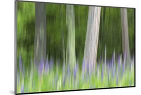 Abstract artistic blur of trees and lupine blossoms. USA, Wisconsin.-Brenda Tharp-Mounted Photographic Print